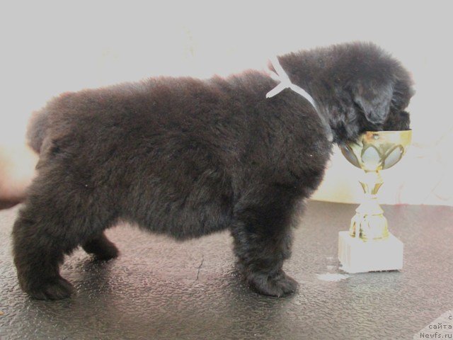 Фото: ньюфаундленд Их Высочество Глория Айрис (Ih Visochestvo Gloria Airis)