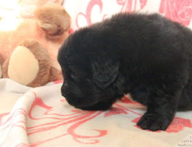 Фото: ньюфаундленд Их Высочество Глория Айрис (Ih Visochestvo Gloria Airis)