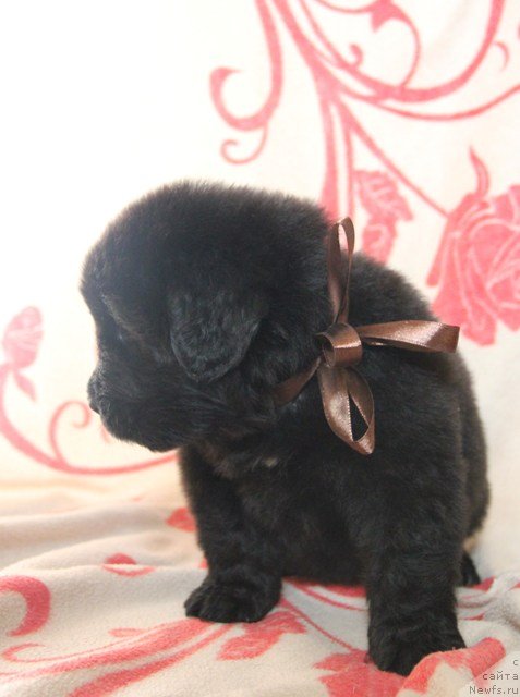 Фото: ньюфаундленд Их Высочество Глория Айрис (Ih Visochestvo Gloria Airis)