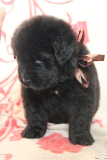 Фото: ньюфаундленд Их Высочество Глория Айрис (Ih Visochestvo Gloria Airis)