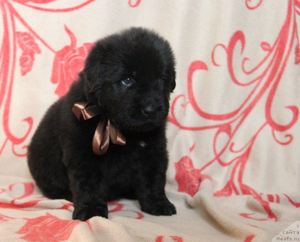 Фото: ньюфаундленд Их Высочество Глория Айрис (Ih Visochestvo Gloria Airis)