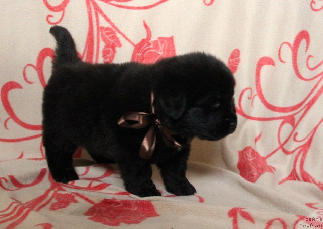 Фото: ньюфаундленд Их Высочество Глория Айрис (Ih Visochestvo Gloria Airis)