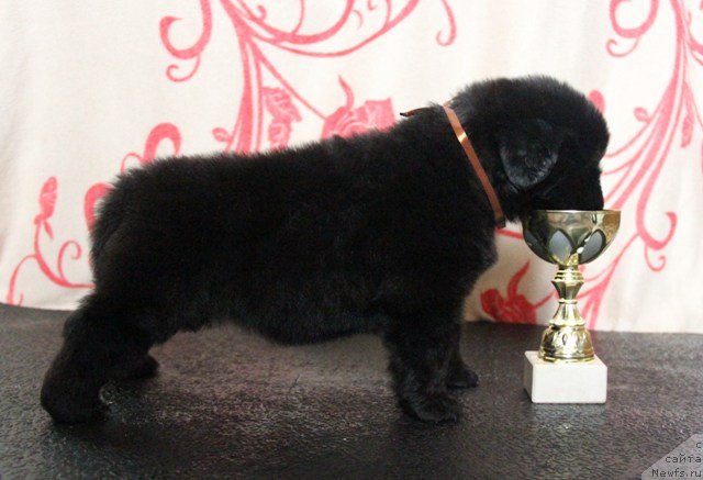 Фото: ньюфаундленд Их Высочество Глория Айрис (Ih Visochestvo Gloria Airis)