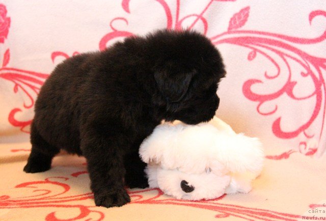 Фото: ньюфаундленд Их Высочество Глория Айрис (Ih Visochestvo Gloria Airis)