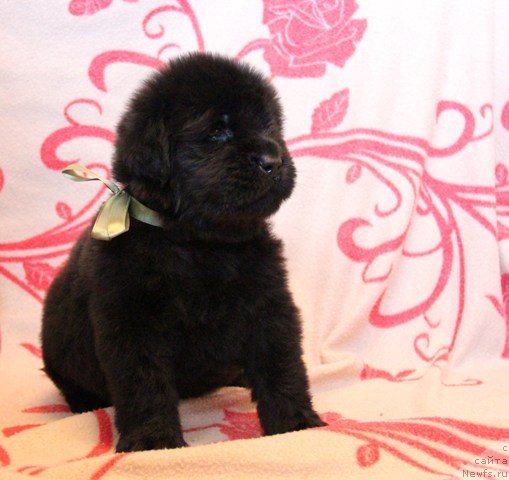 Фото: ньюфаундленд Их Высочество Глория Айрис (Ih Visochestvo Gloria Airis)