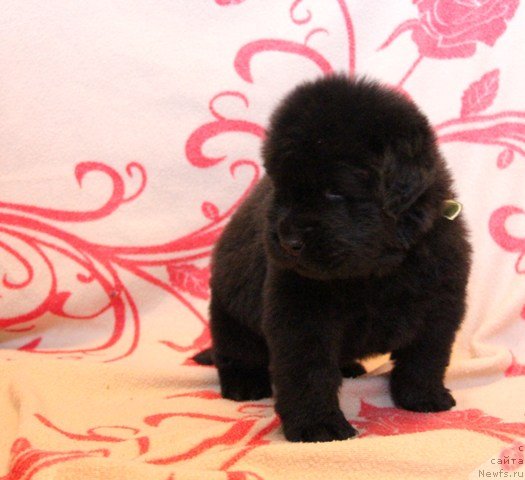 Фото: ньюфаундленд Их Высочество Глория Айрис (Ih Visochestvo Gloria Airis)