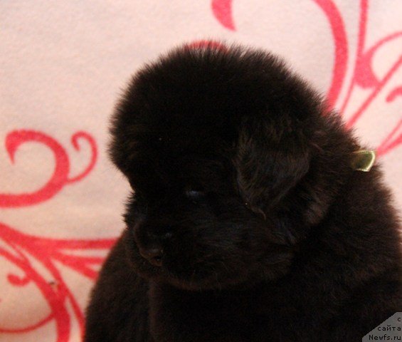 Фото: ньюфаундленд Их Высочество Глория Айрис (Ih Visochestvo Gloria Airis)