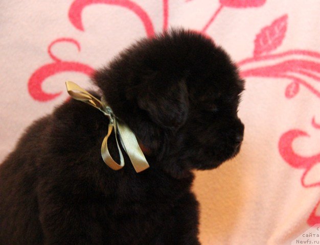 Фото: ньюфаундленд Их Высочество Глория Айрис (Ih Visochestvo Gloria Airis)