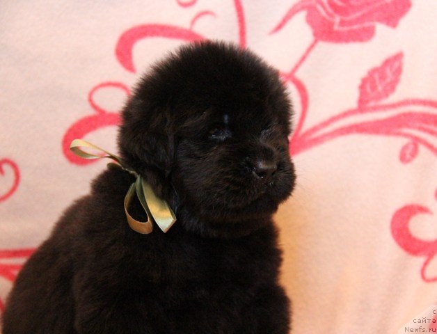 Фото: ньюфаундленд Их Высочество Глория Айрис (Ih Visochestvo Gloria Airis)