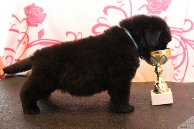 Фото: ньюфаундленд Их Высочество Глория Айрис (Ih Visochestvo Gloria Airis)