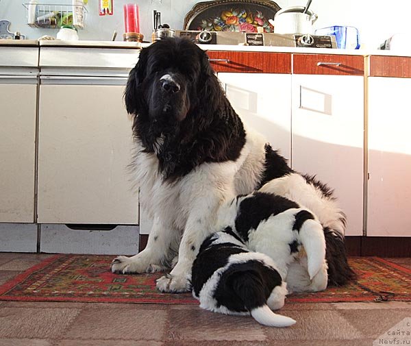 Фото: ньюфаундленд Супер Бизон Космос (Super Bizon Cosmos), ньюфаундленд Супер Бизон Куба