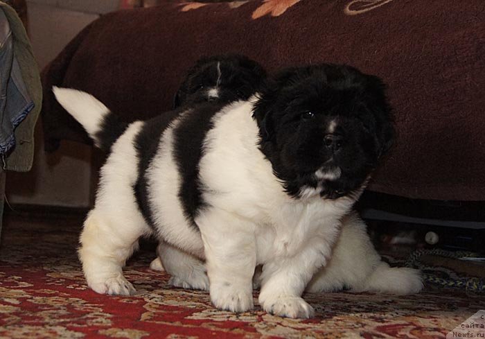 Фото: ньюфаундленд Супер Бизон Космос (Super Bizon Cosmos), ньюфаундленд Супер Бизон Куба