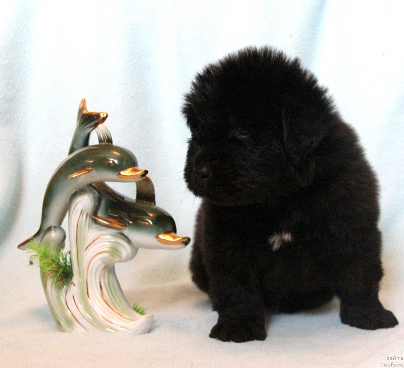 Фото: ньюфаундленд Их Высочество Глория Айрис (Ih Visochestvo Gloria Airis)