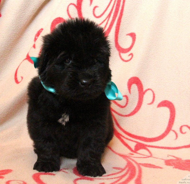 Фото: ньюфаундленд Их Высочество Глория Айрис (Ih Visochestvo Gloria Airis)