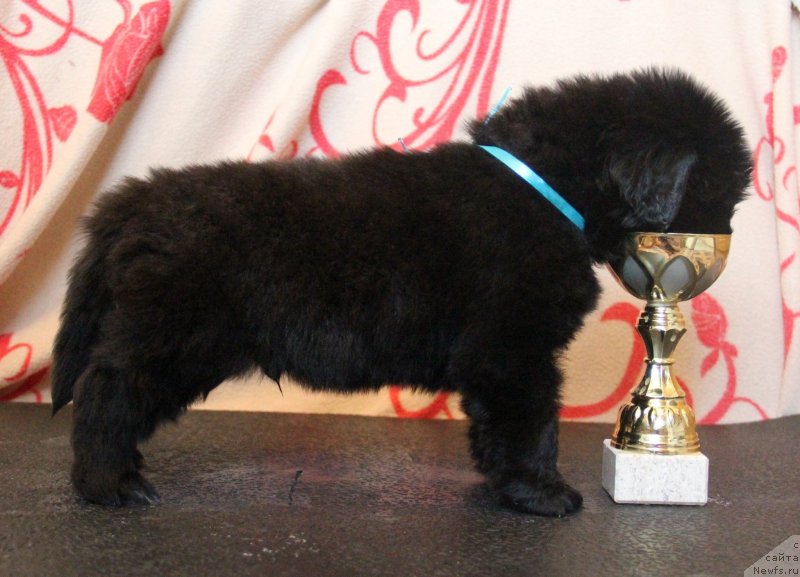 Фото: ньюфаундленд Их Высочество Глория Айрис (Ih Visochestvo Gloria Airis)