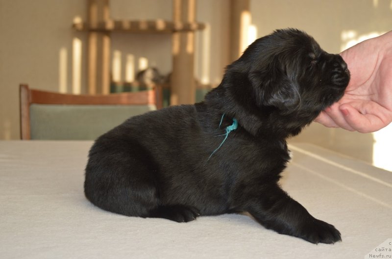 Фото: ньюфаундленд Аллегро Ассаи Луна