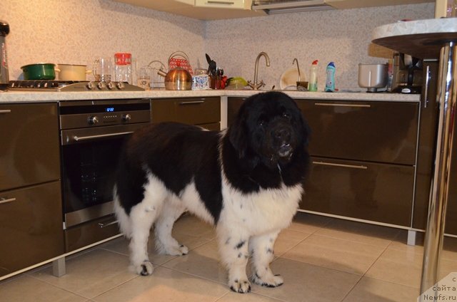 Фото: ньюфаундленд Черный Шарм Ванкувер