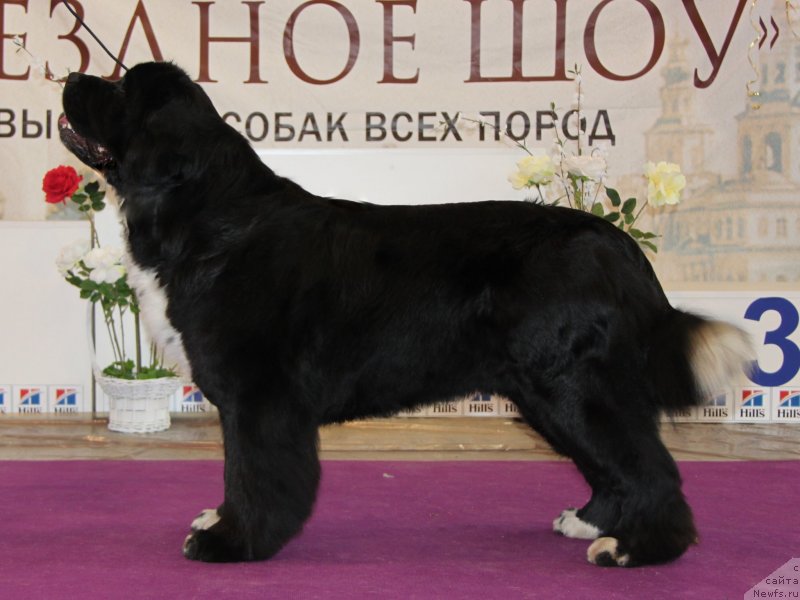 Фото: ньюфаундленд Икона Стиля