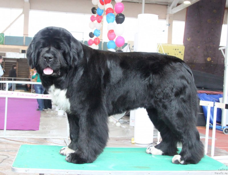 Фото: ньюфаундленд Икона Стиля