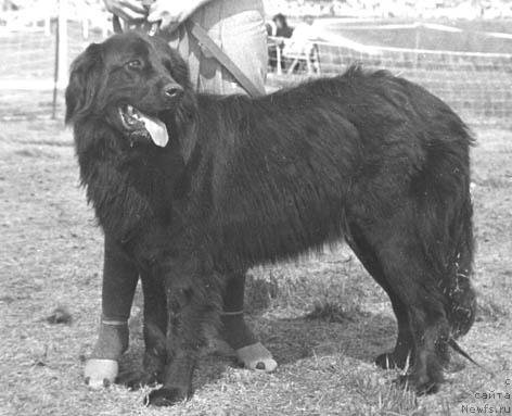 Фото: ньюфаундленд Ютта Атей