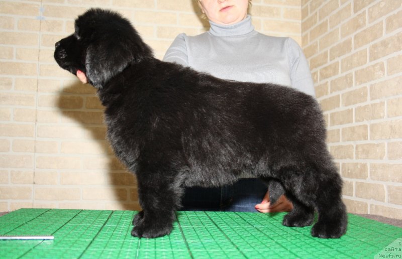 Фото: ньюфаундленд Акватория Келвин Шарлиз (Aquatoriya Kelvin Sharliz)