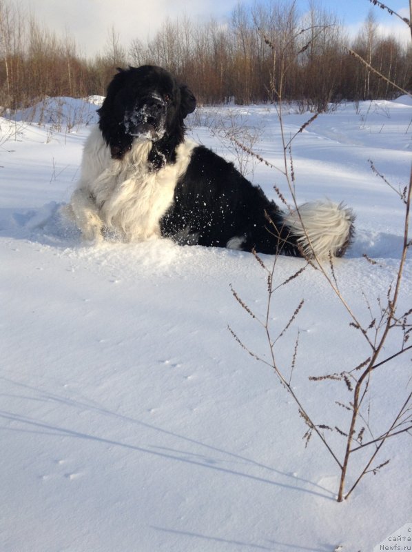 Фото: ньюфаундленд Отрада Чудная Моя из Тихого Омута