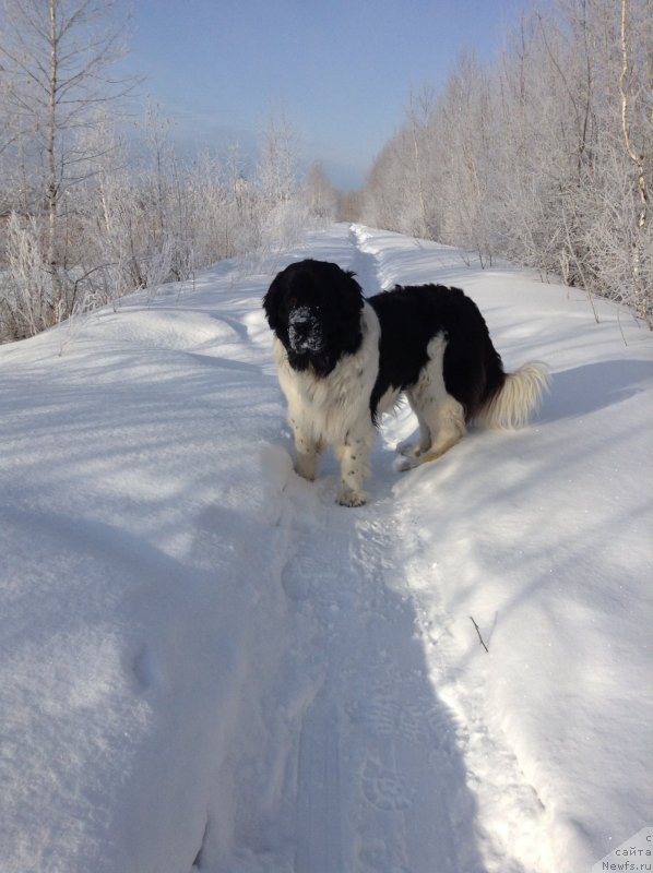 Фото: ньюфаундленд Отрада Чудная Моя из Тихого Омута