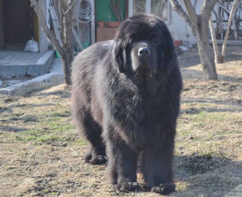 Фото: ньюфаундленд Супер Премиум Амелия Экшен