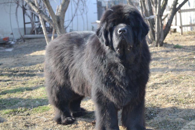 Фото: ньюфаундленд Супер Премиум Амелия Экшен