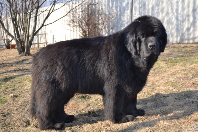 Фото: ньюфаундленд Супер Премиум Амелия Экшен