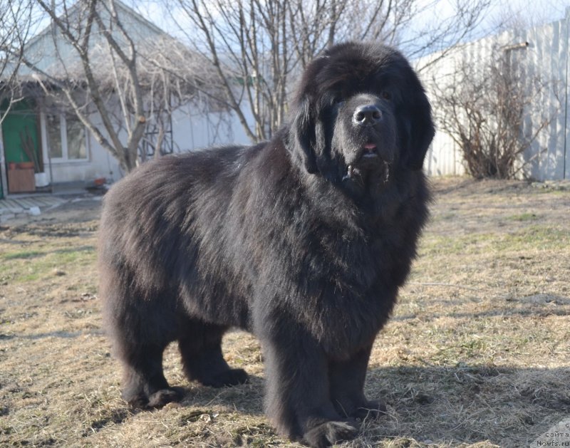 Фото: ньюфаундленд Супер Премиум Амелия Экшен