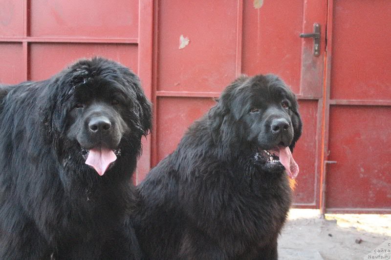 Фото: ньюфаундленд З'Гифт Фром Эбав