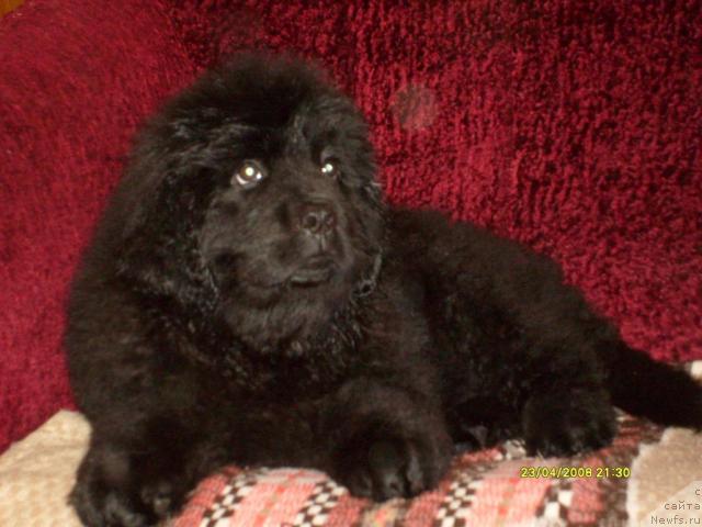 Фото: ньюфаундленд К-Леди Тиамо (K-Ledy Tiamo)