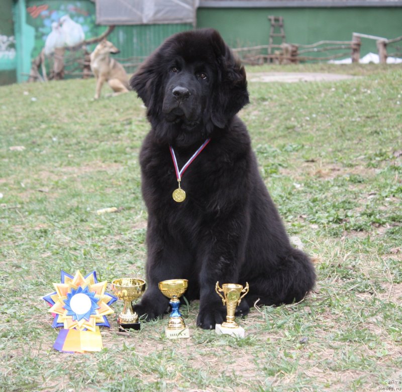 Фото: ньюфаундленд Соул оф Роуз Ассиа