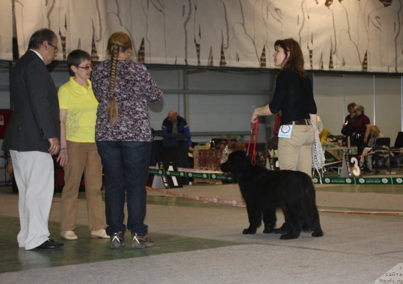 Фото: ньюфаундленд Соул оф Роуз Азура