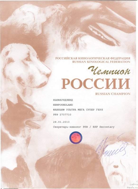 Фото: ньюфаундленд Фанньюф Ультра Мега Супер Герл (Funnewf Ultra Mega Super Girl)