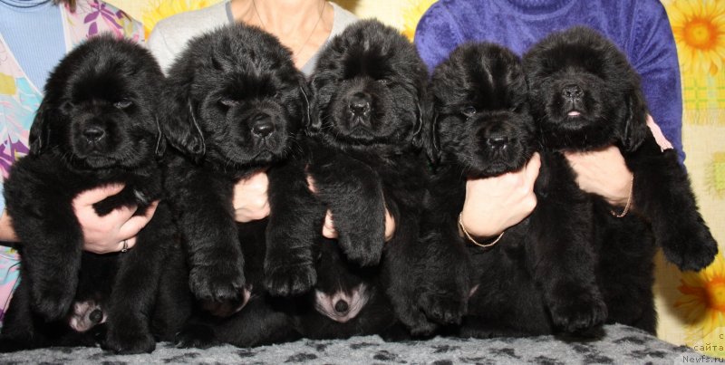 Фото: ньюфаундленд Фанньюф Граф Де Ла Фер, ньюфаундленд Фанньюф Гендальф Грейт, ньюфаундленд Фанньюф Гуччи Гранде Бамбино, ньюфаундленд Фанньюф Гесер Гуд Вилл, ньюфаундленд Фанньюф Гермиона Грейсфул