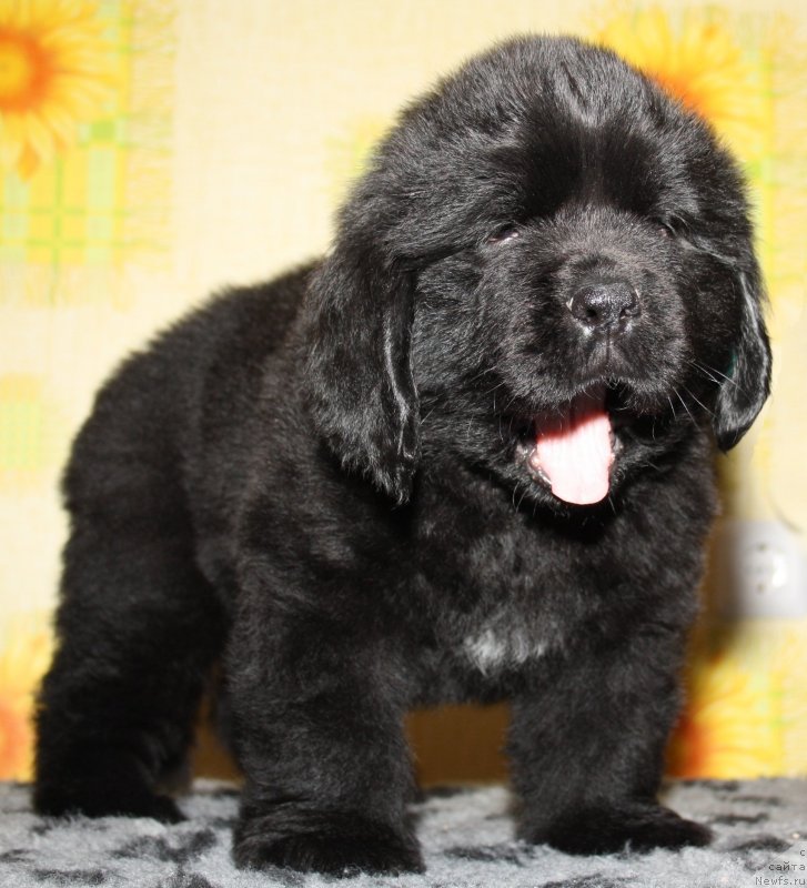 Фото: ньюфаундленд Фанньюф Гуччи Гранде Бамбино