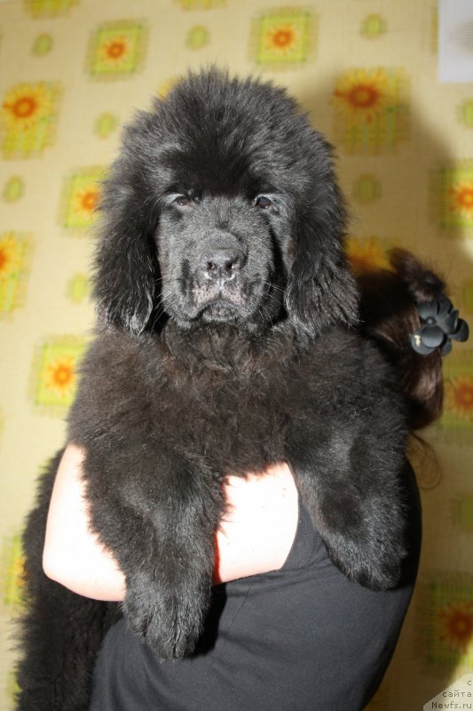 Фото: ньюфаундленд Фанньюф Гуччи Гранде Бамбино