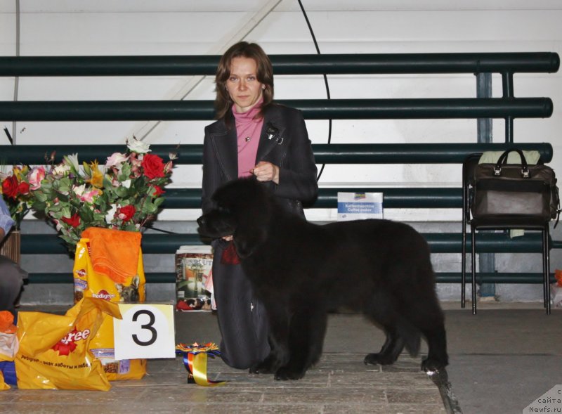 Фото: ньюфаундленд Соул оф Роуз Ассиа