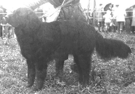 Фото: ньюфаундленд Юнг Атей