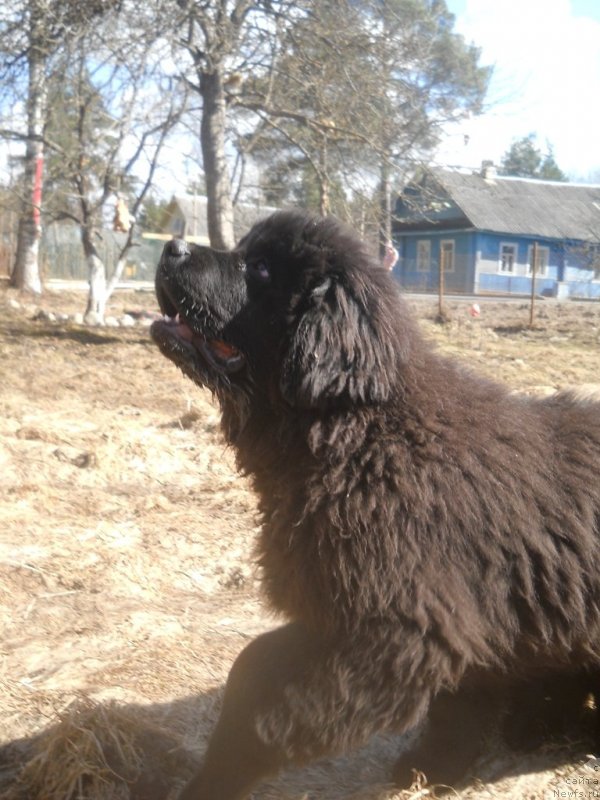 Фото: ньюфаундленд Сафари Шамба Климовна