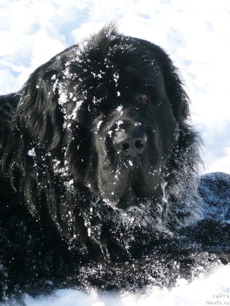 Фото: ньюфаундленд Жребий Удачи от Тори