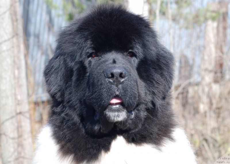 Фото: ньюфаундленд Питерньюф Ин Ит То Вин Ит