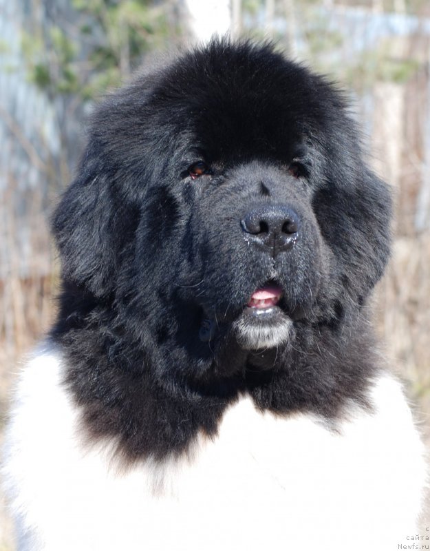 Фото: ньюфаундленд Питерньюф Ин Ит То Вин Ит