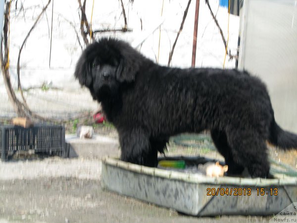 Фото: ньюфаундленд Чинуа Декам Лаки Дэвил