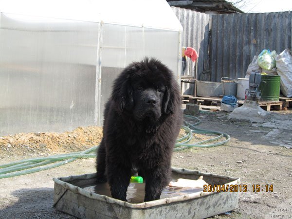 Фото: ньюфаундленд Чинуа Декам Лаки Дэвил