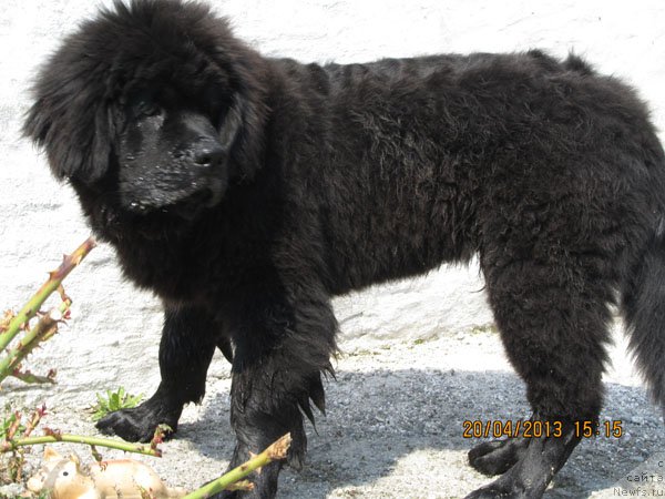 Фото: ньюфаундленд Чинуа Декам Лаки Дэвил