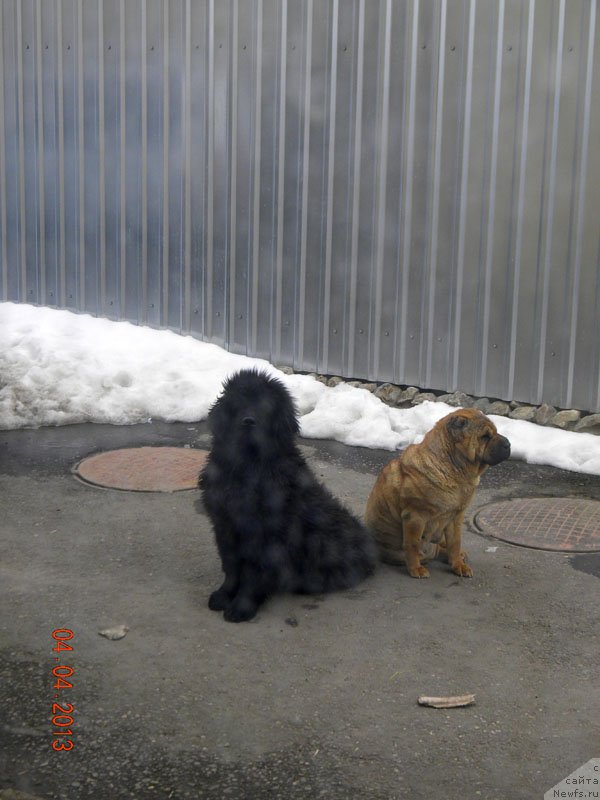 Фото: ньюфаундленд Чейзер Чейн Найт