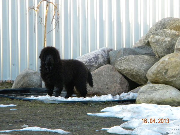 Фото: ньюфаундленд Чейзер Чейн Найт